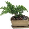 Japanese Juniper Bonsai Plant - 6" X 4" X 2" Ceramic Pot And Saucer 2 Japanese Juniper Bonsai Plant - 6" X 4" X 2" Ceramic Pot And Saucer -Cheap Plants Store juniperceramichr34new 45565.1607963582