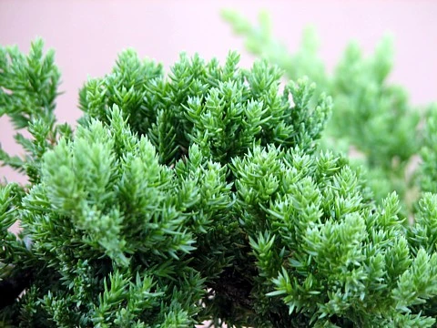 Japanese Juniper Bonsai Tree - 4" Pot - Juniperus Procumbens - Nana 4 Japanese Juniper Bonsai Tree - 4" Pot - Juniperus Procumbens - Nana - Image 2