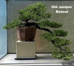 Japanese Juniper Bonsai Tree - 4" Pot - Juniperus Procumbens - Nana 7 Japanese Juniper Bonsai Tree - 4" Pot - Juniperus Procumbens - Nana -Cheap Plants Store juniperstarter2 95280.1662667196