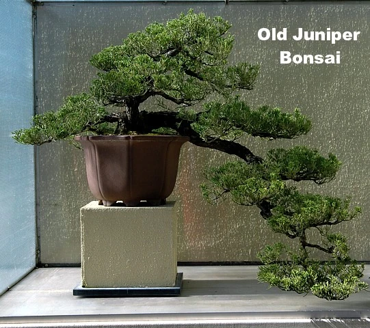 Japanese Juniper Bonsai Tree - 4" Pot - Juniperus Procumbens - Nana 5 Japanese Juniper Bonsai Tree - 4" Pot - Juniperus Procumbens - Nana - Image 3