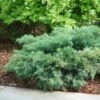 Montana Moss™Juniper - Juniperus Chinensis - Proven Winners - 4" Pot 2 Montana Moss™Juniper - Juniperus Chinensis - Proven Winners - 4" Pot -Cheap Plants Store juniperus montana moss 1 1080 1080 60 36911.1615344696