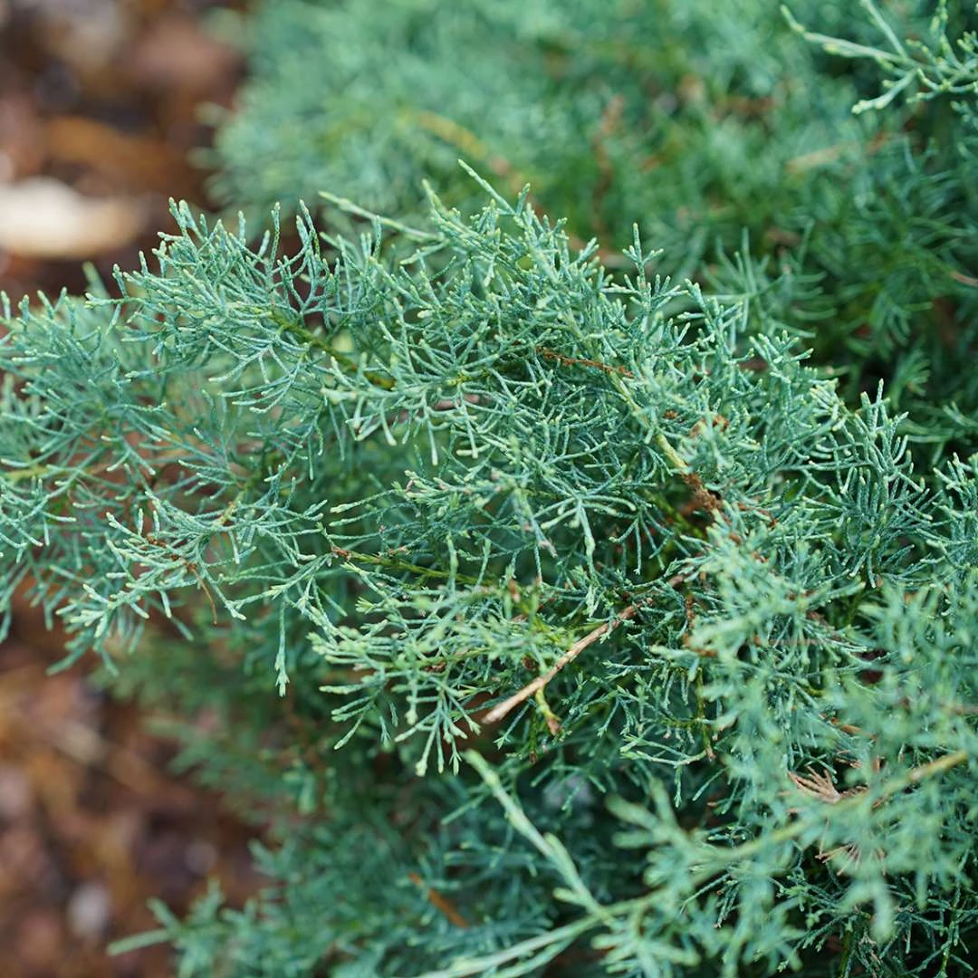 Montana Moss™Juniper - Juniperus Chinensis - Proven Winners - 4" Pot 4 Montana Moss™Juniper - Juniperus Chinensis - Proven Winners - 4" Pot - Image 2