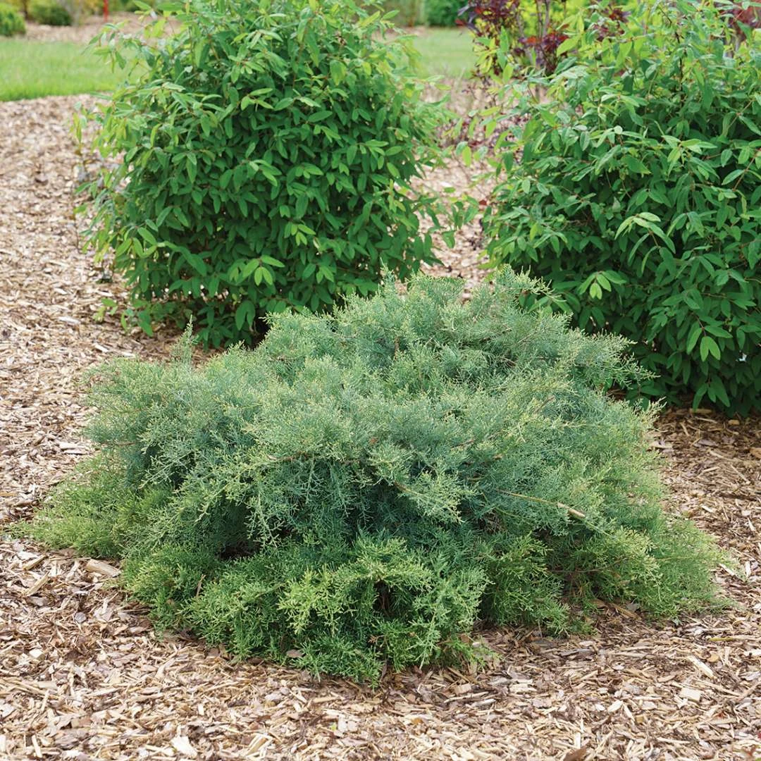 Montana Moss™Juniper - Juniperus Chinensis - Proven Winners - 4" Pot 5 Montana Moss™Juniper - Juniperus Chinensis - Proven Winners - 4" Pot - Image 3