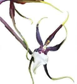 Kenneth Bivens Santa Barbara Orchid - Brassidium - 4" Pot - Collector Orchids