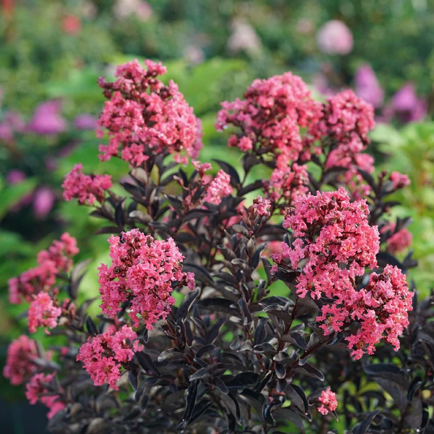 CENTER STAGE® Coral Crapemyrtle - Lagerstroemia Indica - Proven Winners - 4" Pot 3 CENTER STAGE® Coral Crapemyrtle - Lagerstroemia Indica - Proven Winners - 4" Pot