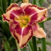 Rainbow Rhythm® Lake Of Fire Daylily-Hemerocallis-Proven Winners-Gallon Pot 1 Rainbow Rhythm® Lake Of Fire Daylily-Hemerocallis-Proven Winners-Gallon Pot -Cheap Plants Store lakefirerr 69128.1650823805