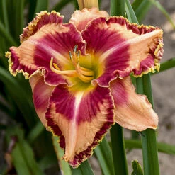Rainbow Rhythm® Lake Of Fire Daylily-Hemerocallis-Proven Winners-Gallon Pot