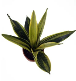 La Rubia Snake Plant - Sansevieria - 6" Pot - Collector's Series 7 La Rubia Snake Plant - Sansevieria - 6" Pot - Collector's Series -Cheap Plants Store larubia2 56624.1632171096