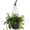 Tricolor Wax Plant - Hoya - Great House Plant - 8" Hanging Basket 2 Tricolor Wax Plant - Hoya - Great House Plant - 8" Hanging Basket -Cheap Plants Store lemoncreamhoya8inhb 65397.1592922523