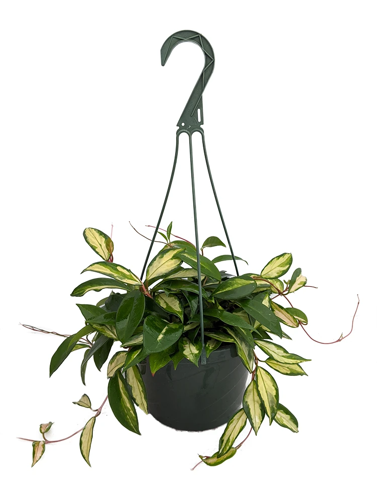 Tricolor Wax Plant - Hoya - Great House Plant - 8" Hanging Basket 3 Tricolor Wax Plant - Hoya - Great House Plant - 8" Hanging Basket
