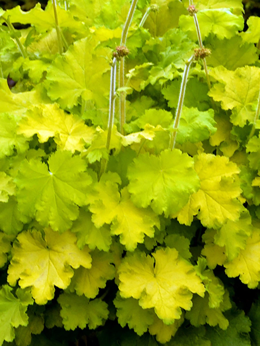 Lemon Love Coral Bells - Heuchera - Gallon Pot 3 Lemon Love Coral Bells - Heuchera - Gallon Pot