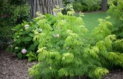 LEMONY LACEĀ® Elderberry - 4" Pot - Sambucus Racemosa - Proven Winners