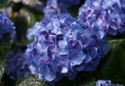 Let's Dance® Blue Jangles⢠Reblooming Hydrangea - 4" Pot - Proven Winners
