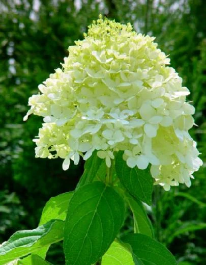 LITTLE LIME® Hydrangea -Compact Flowering Shrub- Hardy - Proven Winners - 4" Pot 5 LITTLE LIME® Hydrangea -Compact Flowering Shrub- Hardy - Proven Winners - 4" Pot - Image 3