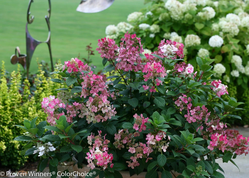 Little Quick Fire® Hydrangea - 4" Pot - Proven Winners 4 Little Quick Fire® Hydrangea - 4" Pot - Proven Winners - Image 2