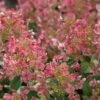 Little Quick Fire® Hydrangea - 4" Pot - Proven Winners 2 Little Quick Fire® Hydrangea - 4" Pot - Proven Winners -Cheap Plants Store little quick fire hydrangea 3988 45436.1615344646