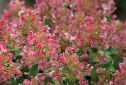 Little Quick FireĀ® Hydrangea - 4" Pot - Proven Winners