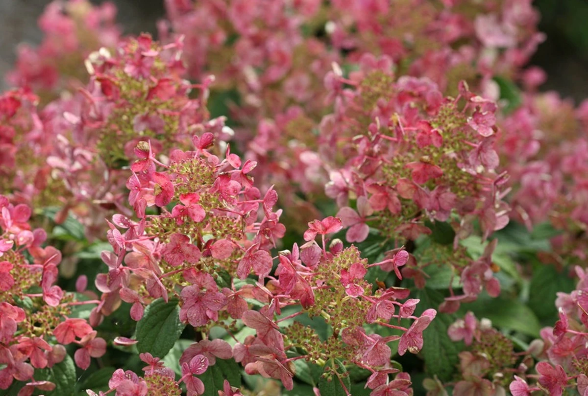Little Quick Fire® Hydrangea - 4" Pot - Proven Winners 3 Little Quick Fire® Hydrangea - 4" Pot - Proven Winners