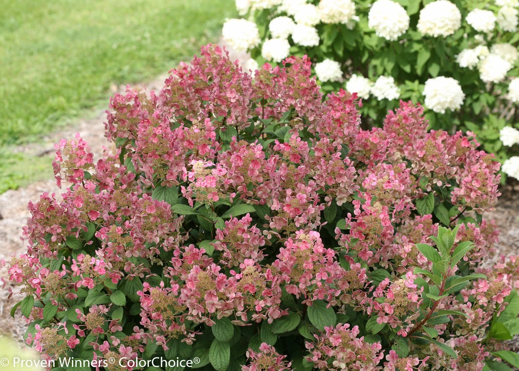 Little Quick Fire® Hydrangea - 4" Pot - Proven Winners 5 Little Quick Fire® Hydrangea - 4" Pot - Proven Winners - Image 3