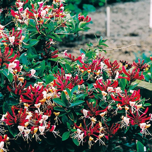 Serotina Belgica Honeysuckle Vine - Late Dutch - Lonicera - 2.5" Pot - Fragrant 4 Serotina Belgica Honeysuckle Vine - Late Dutch - Lonicera - 2.5" Pot - Fragrant - Image 2