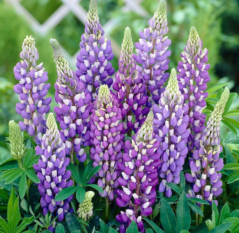 Mini Gallery™ Blue Bicolor Lupine Perennial - Lupinus Polyphyllus - Gallon Pot 4 Mini Gallery™ Blue Bicolor Lupine Perennial - Lupinus Polyphyllus - Gallon Pot - Image 2