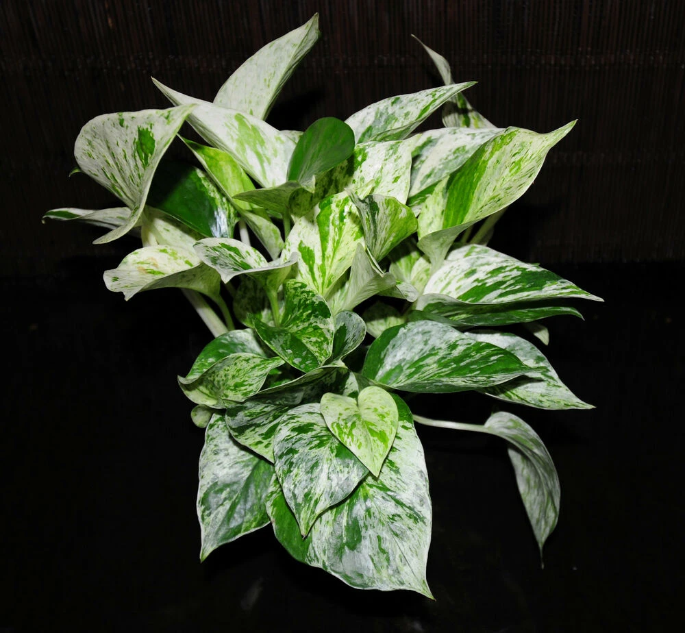 Marble Queen Devil's Ivy - Pothos - 4" Mini Hanging Basket 4 Marble Queen Devil's Ivy - Pothos - 4" Mini Hanging Basket - Image 2