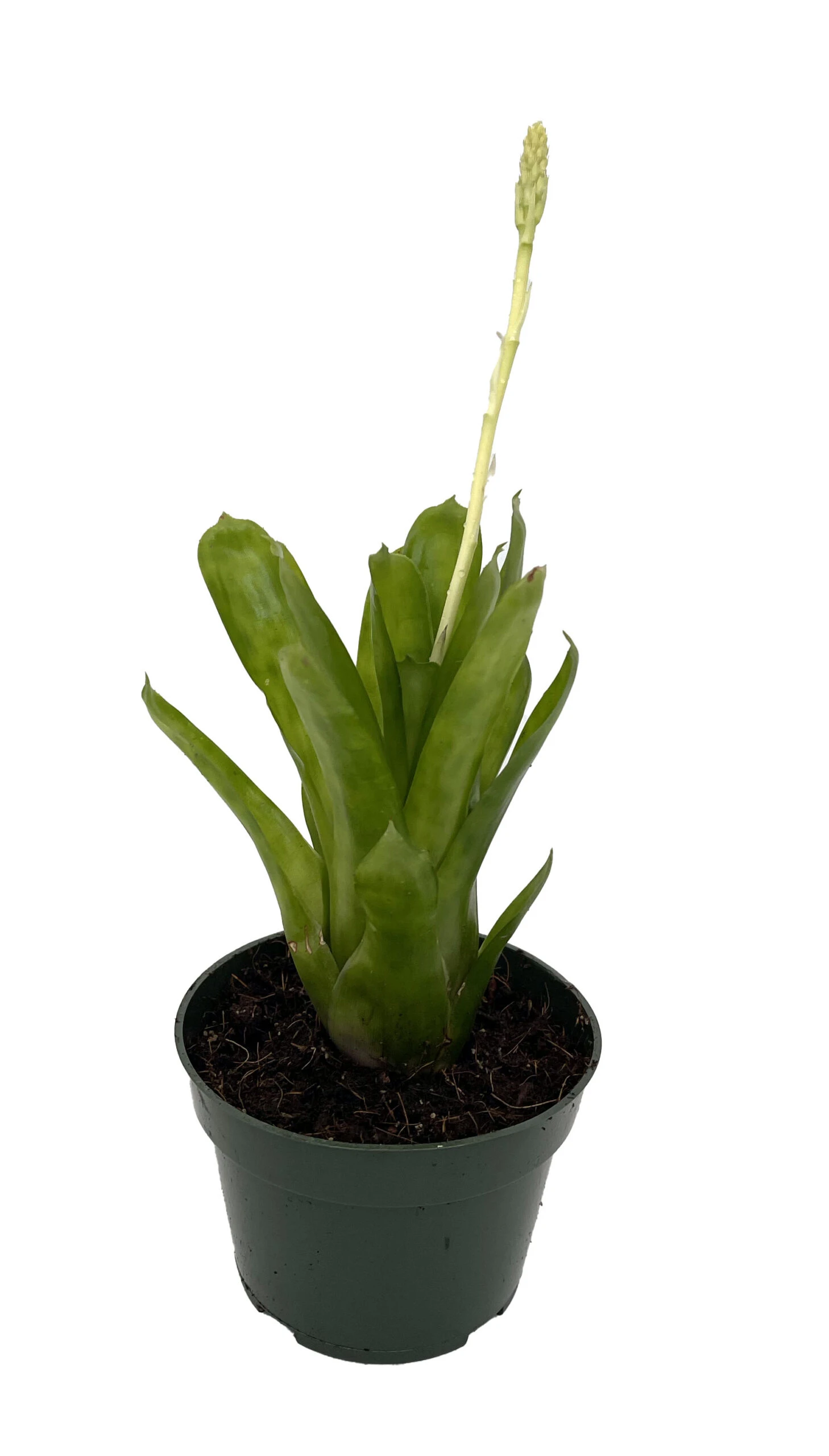Matchstick Vase Plant - Aechmea Gamosepala - Bromeliad - 4" Pot 4 Matchstick Vase Plant - Aechmea Gamosepala - Bromeliad - 4" Pot - Image 2