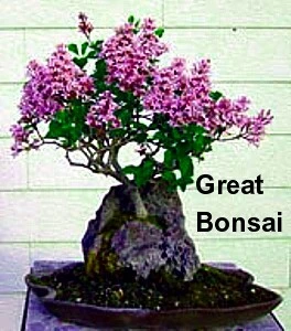 Wine & Roses® Weigela - Outdoors Or Bonsai - Hardy - Proven Winners - 4" Pot 6 Wine & Roses® Weigela - Outdoors Or Bonsai - Hardy - Proven Winners - 4" Pot - Image 4