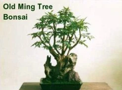 Ming Aralia Tree - Polyscias Fruticosa - Indoor - 6" Pot 11 Ming Aralia Tree - Polyscias Fruticosa - Indoor - 6" Pot -Cheap Plants Store mingaralia4 79104.1615344753