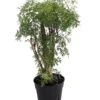 Ming Aralia Tree - Polyscias Fruticosa - Indoor - 6" Pot 2 Ming Aralia Tree - Polyscias Fruticosa - Indoor - 6" Pot -Cheap Plants Store mingaraliastump 76321.1615344752