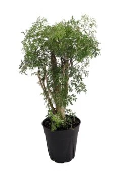 Ming Aralia Tree - Polyscias Fruticosa - Indoor - 6" Pot