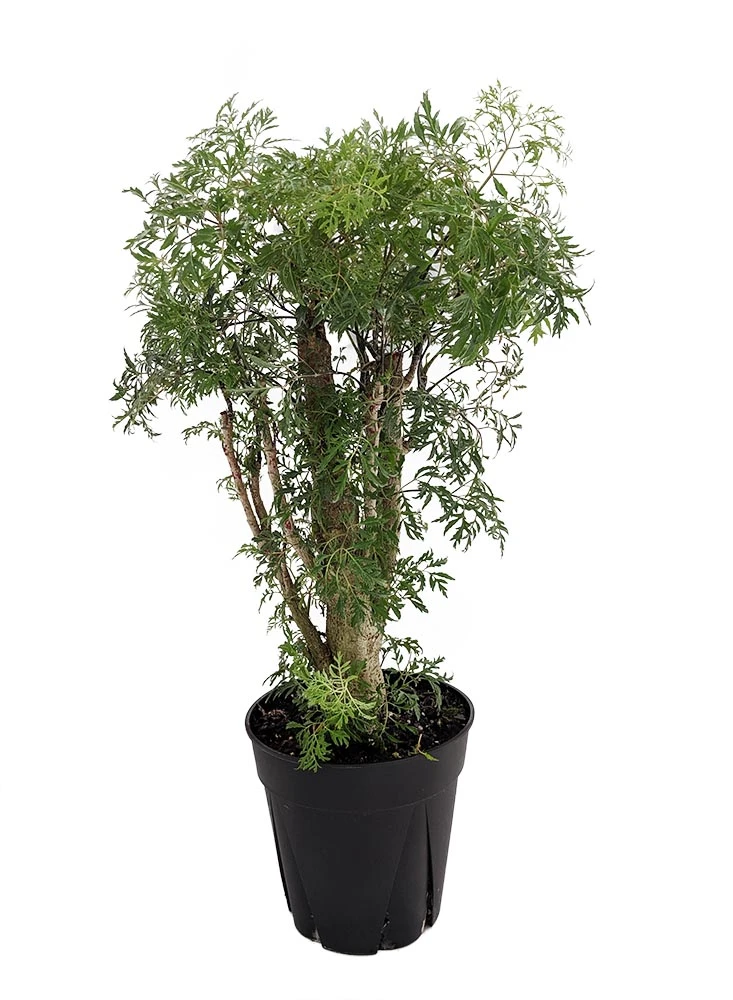 Ming Aralia Tree - Polyscias Fruticosa - Indoor - 6" Pot 3 Ming Aralia Tree - Polyscias Fruticosa - Indoor - 6" Pot