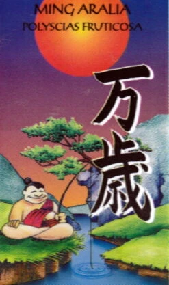 Ming Aralia Tree - Polyscias Fruticosa - Indoor - 6" Pot 9 Ming Aralia Tree - Polyscias Fruticosa - Indoor - 6" Pot -Cheap Plants Store mingcane1 88241.1615344752