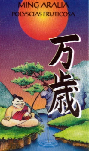 Ming Aralia Tree - Polyscias Fruticosa - Indoor - 6" Pot 5 Ming Aralia Tree - Polyscias Fruticosa - Indoor - 6" Pot - Image 3