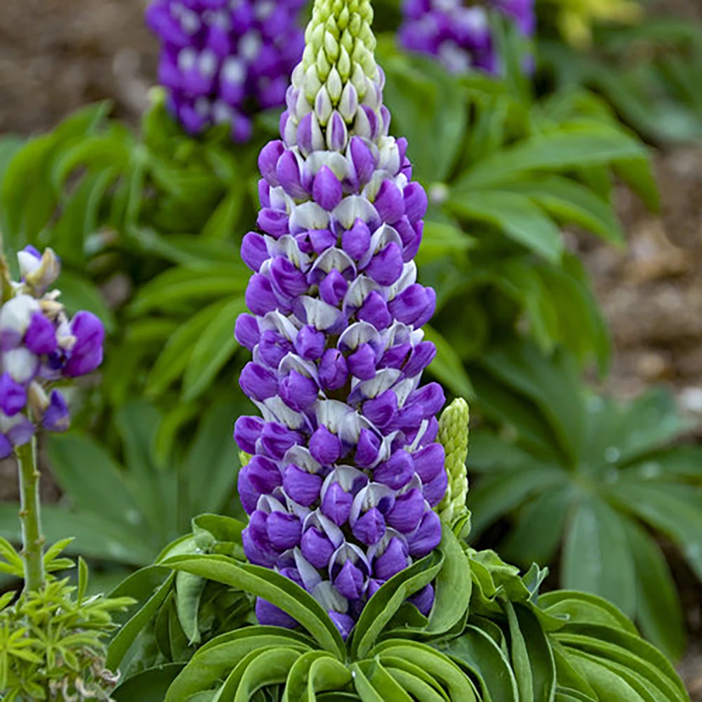 Mini Gallery™ Blue Bicolor Lupine Perennial - Lupinus Polyphyllus - Gallon Pot 3 Mini Gallery™ Blue Bicolor Lupine Perennial - Lupinus Polyphyllus - Gallon Pot