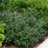 Miss Violet Butterfly Bush - 4" Pot - Buddleia - Proven Winners 2 Miss Violet Butterfly Bush - 4" Pot - Buddleia - Proven Winners -Cheap Plants Store miss20violet20buddleia 1 62121.1615344616