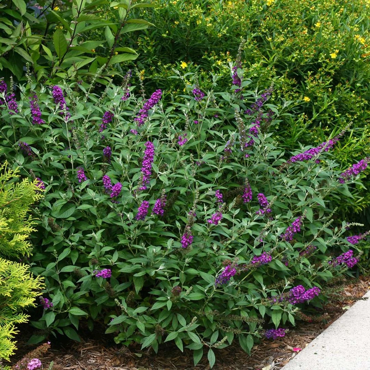 Miss Violet Butterfly Bush - 4" Pot - Buddleia - Proven Winners 3 Miss Violet Butterfly Bush - 4" Pot - Buddleia - Proven Winners