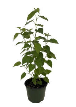 Cheap Plants Store 20 Cheap Plants Store -Cheap Plants Store mulbd6in 87953.1664887615
