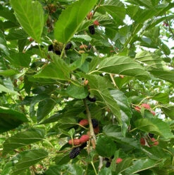 Everbearing Dwarf Mulberry Plant - Morus Nigra - 6" Pot - Sweet Fruit 7 Everbearing Dwarf Mulberry Plant - Morus Nigra - 6" Pot - Sweet Fruit -Cheap Plants Store mulberrydwarfhr6 27615.1664887615