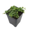 String Of Hearts/Turtles/Peace Sign/Cross - Peperomia Prostrata- 2.5" Pot 1 String Of Hearts/Turtles/Peace Sign/Cross - Peperomia Prostrata- 2.5" Pot -Cheap Plants Store mulbprostrata25 81542.1618908658