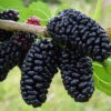 Everbearing Dwarf Mulberry Plant - Morus Nigra - 6" Pot - Sweet Fruit 2 Everbearing Dwarf Mulberry Plant - Morus Nigra - 6" Pot - Sweet Fruit -Cheap Plants Store mulfruitnew 37639.1664887614