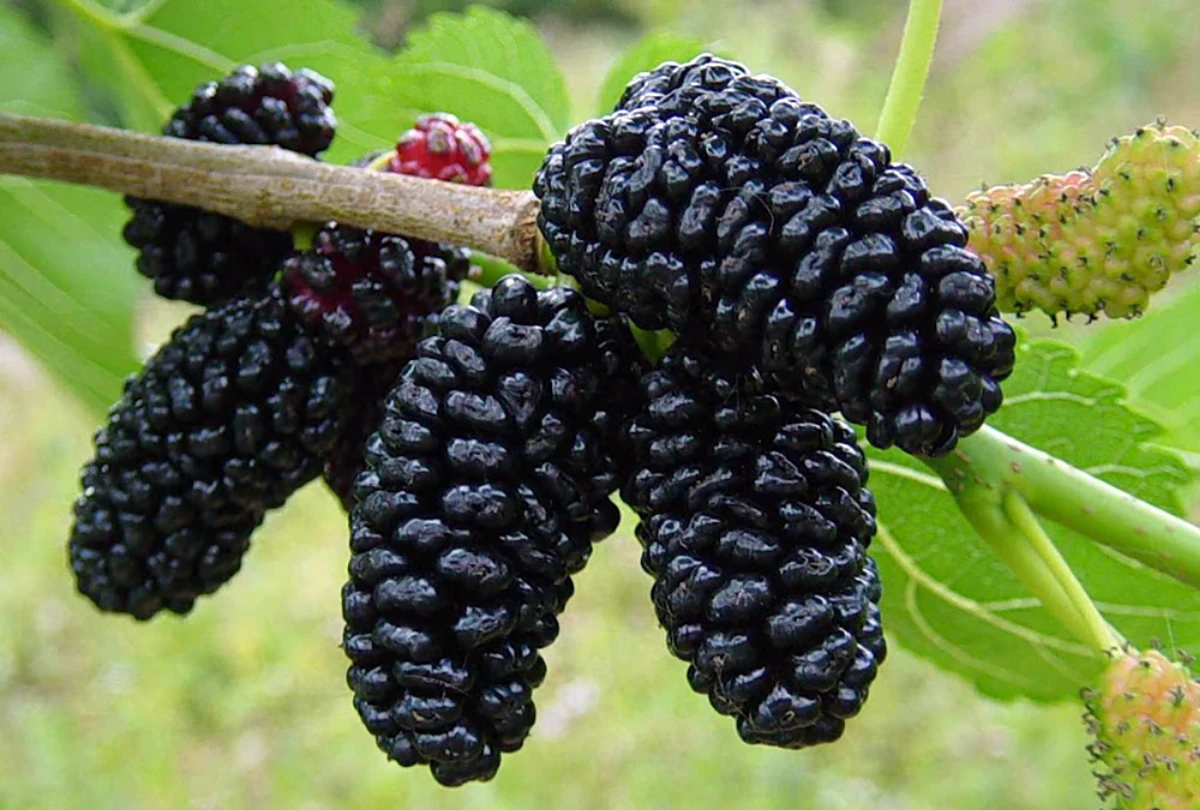 Everbearing Dwarf Mulberry Plant - Morus Nigra - 6" Pot - Sweet Fruit