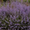 Purrsian Blue Catmint Perennial - Nepeta - Quart Pot 2 Purrsian Blue Catmint Perennial - Nepeta - Quart Pot -Cheap Plants Store nepetapurrsianblue1 53776.1610815997
