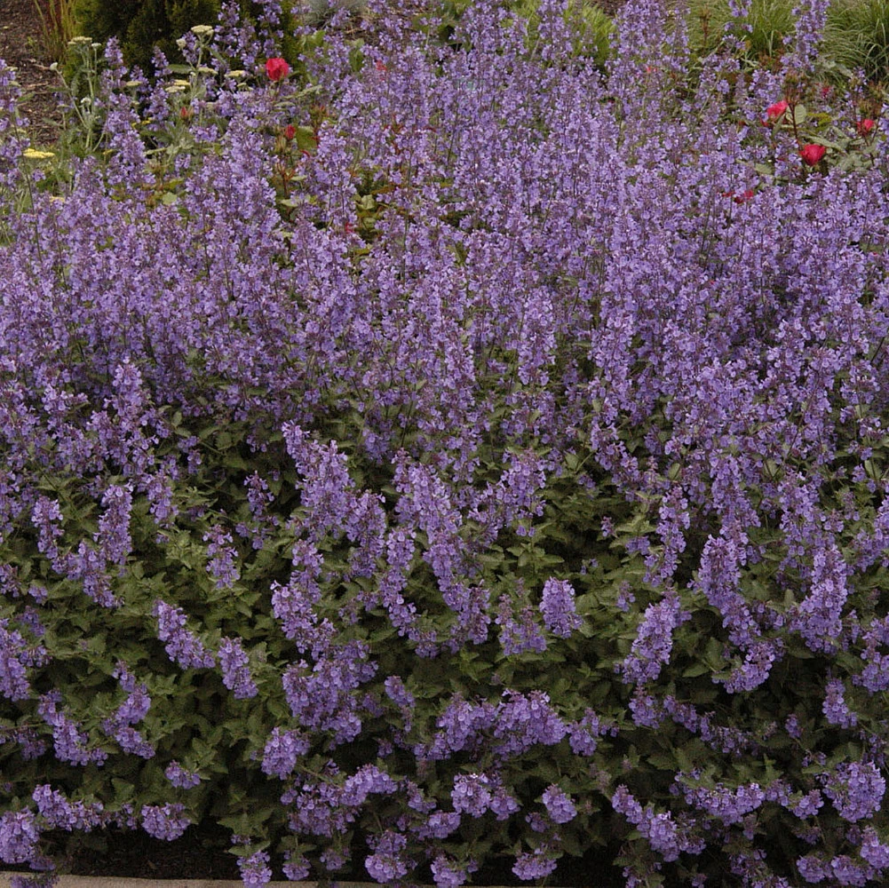 Purrsian Blue Catmint Perennial - Nepeta - Quart Pot 3 Purrsian Blue Catmint Perennial - Nepeta - Quart Pot