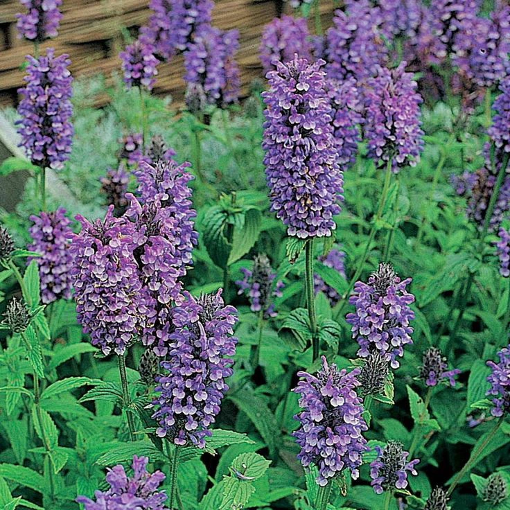 Purrsian Blue Catmint Perennial - Nepeta - Quart Pot 4 Purrsian Blue Catmint Perennial - Nepeta - Quart Pot - Image 2
