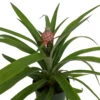 Fruiting Pineapple Plant - Ananas Comosus - Great Indoors/Out - 5" Pot 2 Fruiting Pineapple Plant - Ananas Comosus - Great Indoors/Out - 5" Pot -Cheap Plants Store newpineapple2 08096.1612983316