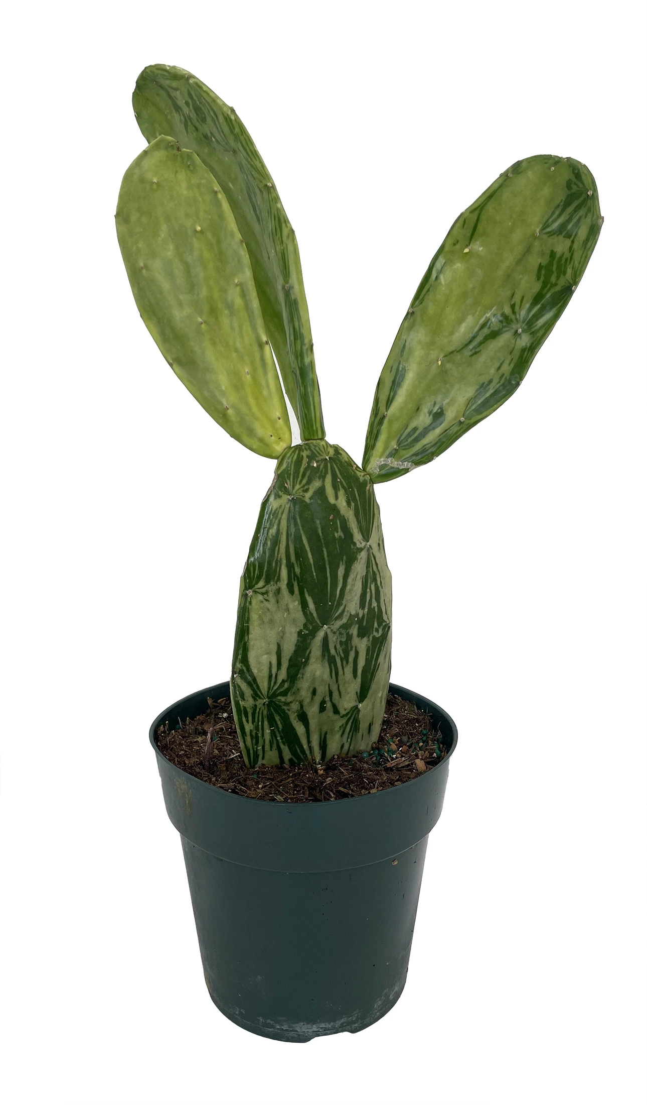 Warm Hand - Velvet Opuntia - Nopal Cactus -Opuntia Cochenillifera-Edible-6" Pot 3 Warm Hand - Velvet Opuntia - Nopal Cactus -Opuntia Cochenillifera-Edible-6" Pot