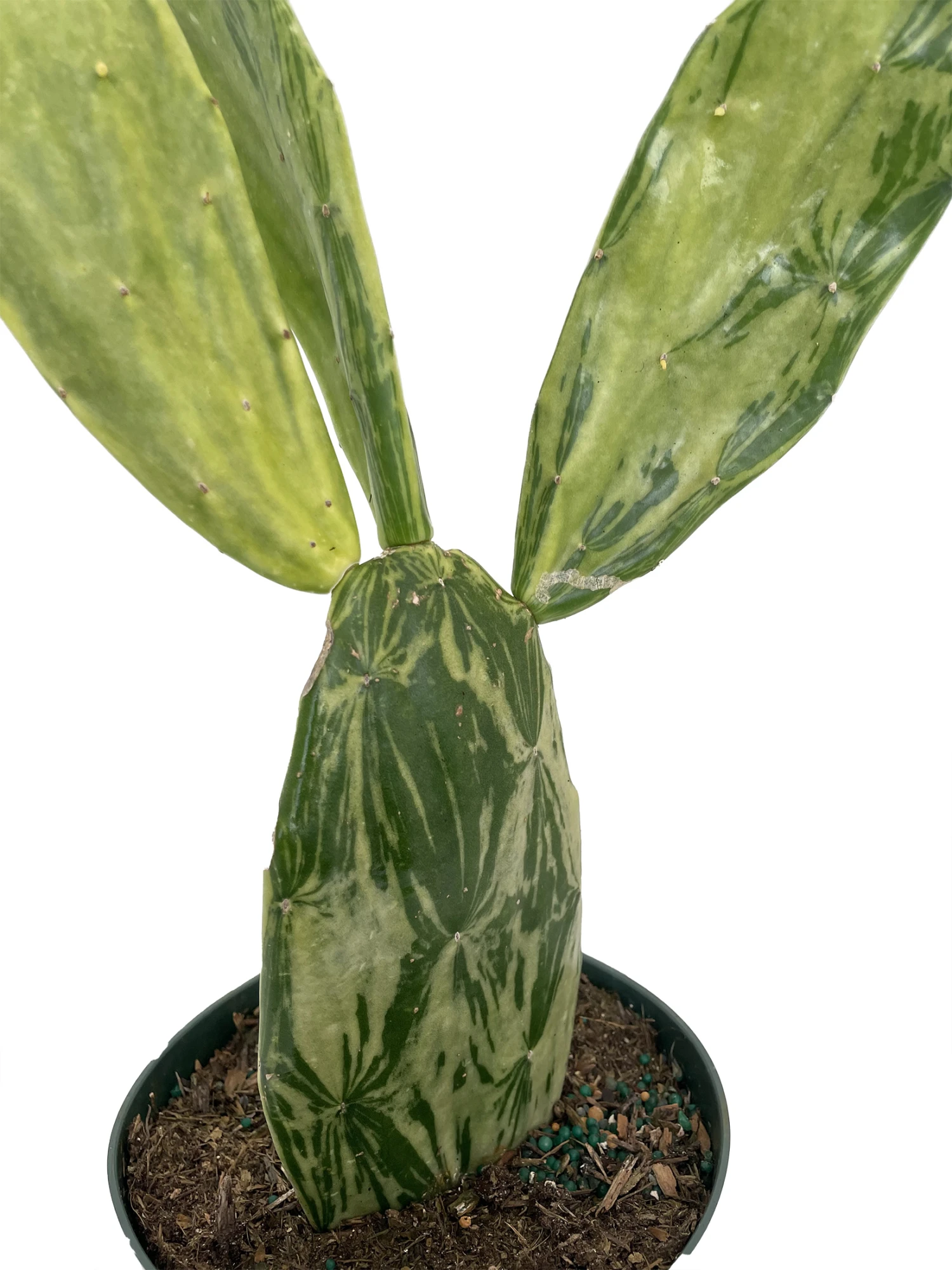 Warm Hand - Velvet Opuntia - Nopal Cactus -Opuntia Cochenillifera-Edible-6" Pot 4 Warm Hand - Velvet Opuntia - Nopal Cactus -Opuntia Cochenillifera-Edible-6" Pot - Image 2