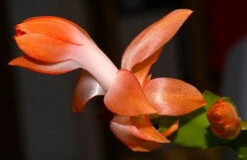 Orange Christmas Cactus Plant - Zygocactus - 6" Pot 7 Orange Christmas Cactus Plant - Zygocactus - 6" Pot -Cheap Plants Store orangechristmascactus 85973.1664394748