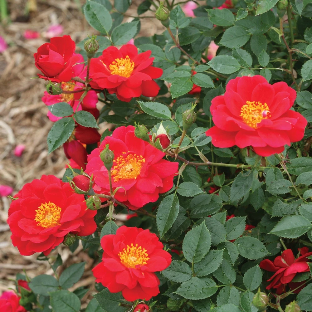 Urban Legend OSO Easy® Rose - 4" Pot - Proven Winners 3 Urban Legend OSO Easy® Rose - 4" Pot - Proven Winners
